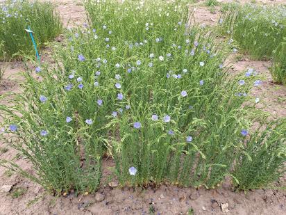 Click for 1 image(s) for this accession.